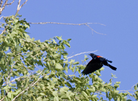 Red winged Blackbird 3089